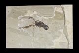 Cretaceous Fossil Lobster (Pseudostacus) - Lebanon #173164-1
